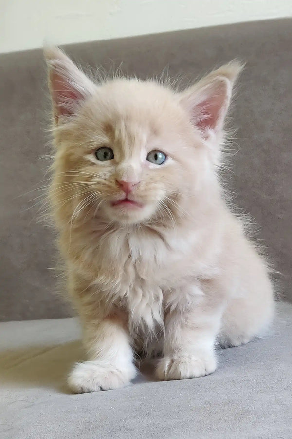 Leo | maine coon kitten