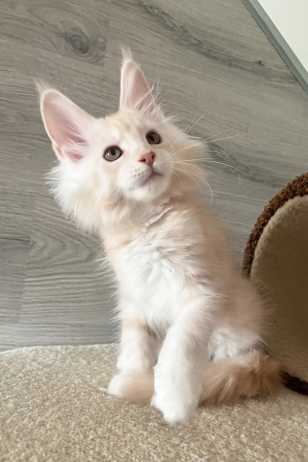 Leo | maine coon kitten
