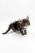 Fluffy gray and white Maine Coon kitten with alert eyes and a playful long tail