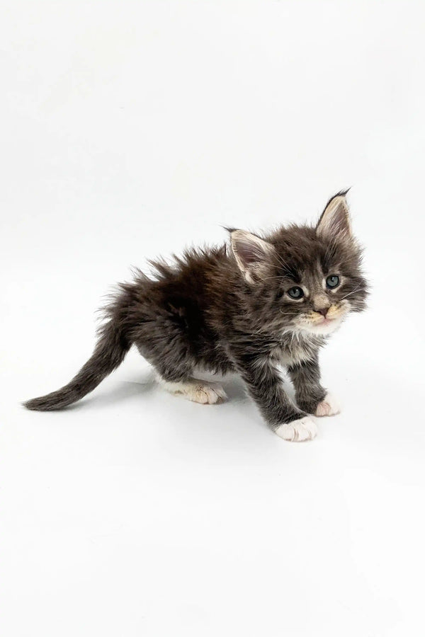 Fluffy gray and white Maine Coon kitten with alert eyes and a playful long tail