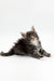 Fluffy gray and white Maine Coon kitten Leo with paws outstretched looking adorable