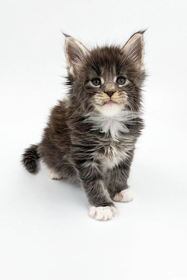 Fluffy Maine Coon kitten with tabby markings and white chest in Leo product