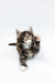 Fluffy Maine Coon kitten Leo with paw raised, curiously looking upward