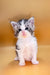 Adorable gray and white Maine Coon kitten with big eyes and fluffy fur named Leo