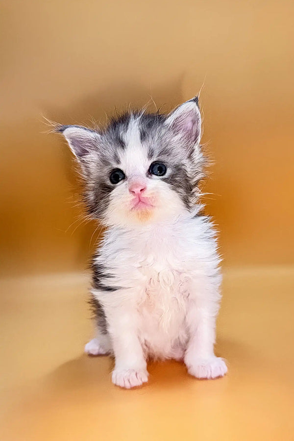 Adorable gray and white Maine Coon kitten with big eyes and fluffy fur named Leo