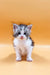 Adorable gray and white Maine Coon kitten with big eyes and fluffy fur