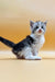 Fluffy black and white Maine Coon kitten Leo sitting with its tail curled around