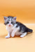 Fluffy gray and white Maine Coon kitten on a vibrant orange background