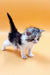 Adorable Maine Coon kitten with fluffy black and white fur on an orange surface