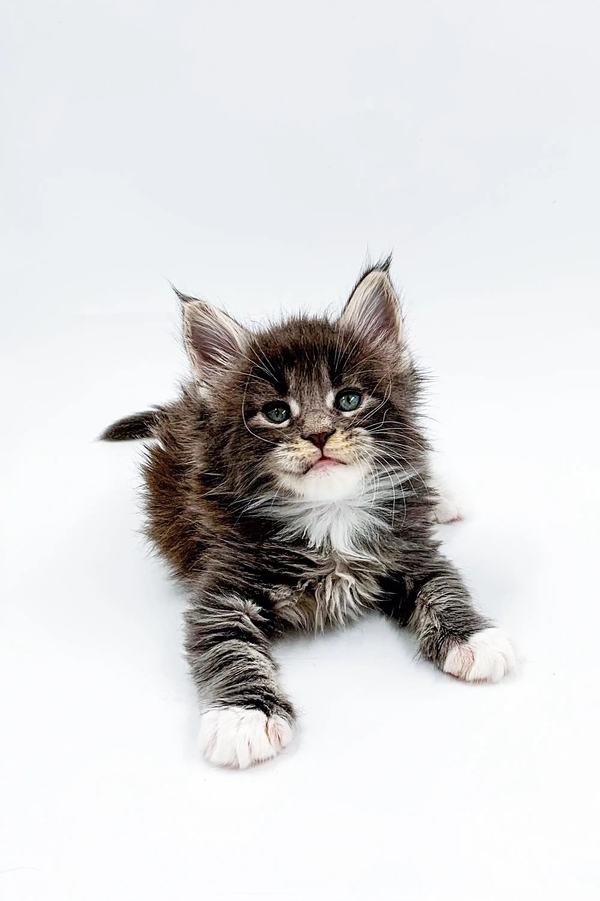 Maine Coon Kittens for Sale Leo | Kitten