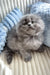 Fluffy gray kitten named Leo, a Scottish Fold Longhair cutie, snuggling up