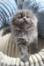 Fluffy gray Scottish Fold Longhair kitten named Leo looking adorable and playful