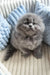 Fluffy gray kitten Leo from the Scottish Fold Longhair breed looking adorable