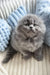 Fluffy gray kitten from Leo, the adorable Scottish Fold Longhair breed