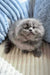 Fluffy gray Scottish Fold Longhair Kitten named Leo, super cute and playful!