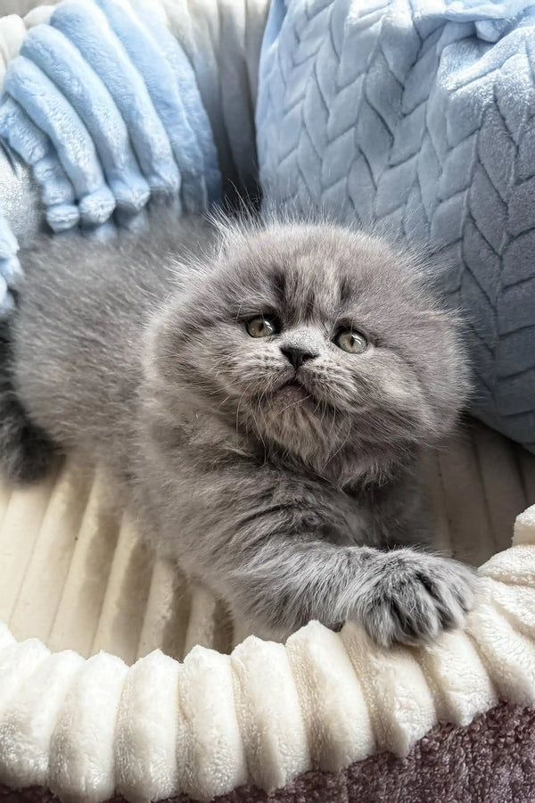 Adorable fluffy gray Scottish Fold Longhair kitten named Leo showcasing its charm