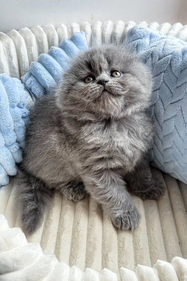 Fluffy gray kitten named Leo from the Scottish Fold Longhair breed