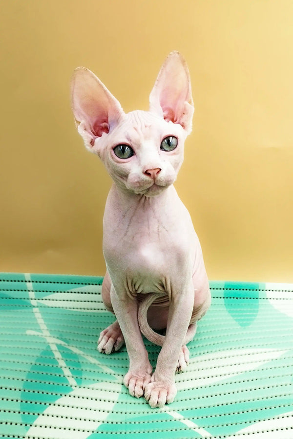 Adorable Hairless Sphynx kitten named Leo showcasing its playful personality