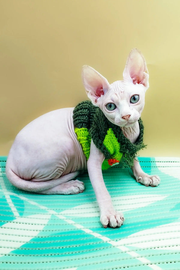 Hairless Sphynx kitten Leo rocking a cute green scarf for extra style