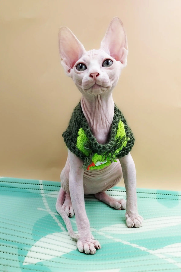 Adorable Sphynx Kitten Leo rocking a cozy green knitted sweater