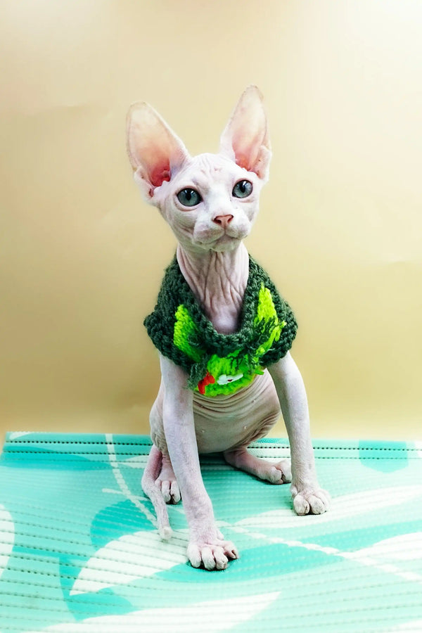 Sphynx Kitten Leo rocking a cute green crocheted collar, hairless and adorable