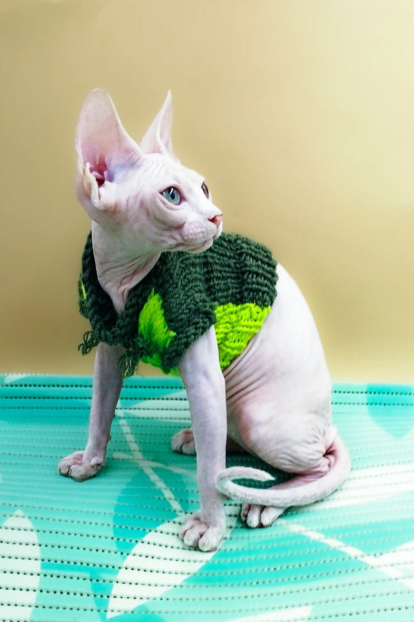 Hairless Sphynx kitten Leo rocking a cute green sweater, perfect for pet lovers!