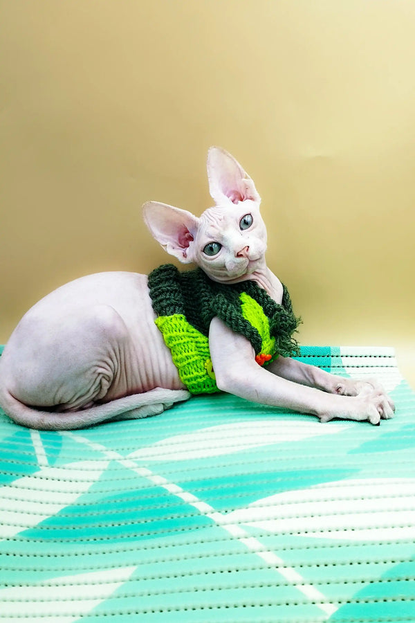 Hairless Sphynx kitten Leo in a cozy green and black knitted scarf