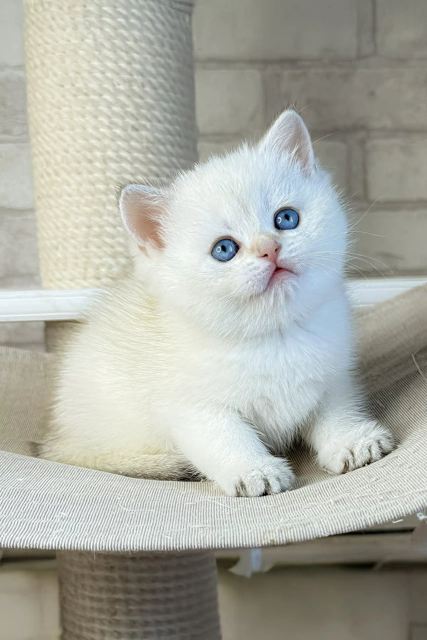 Leon | british shorthair kitten