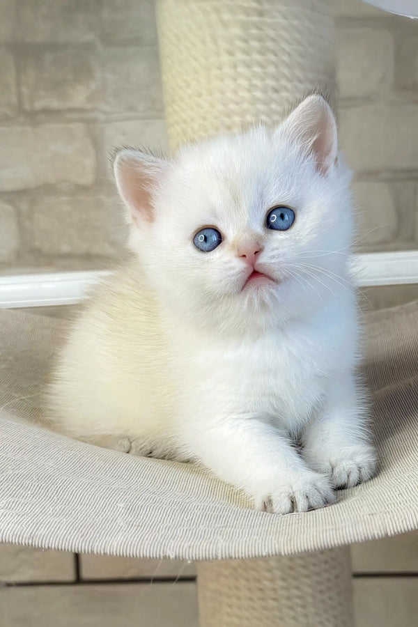 Leon | british shorthair kitten