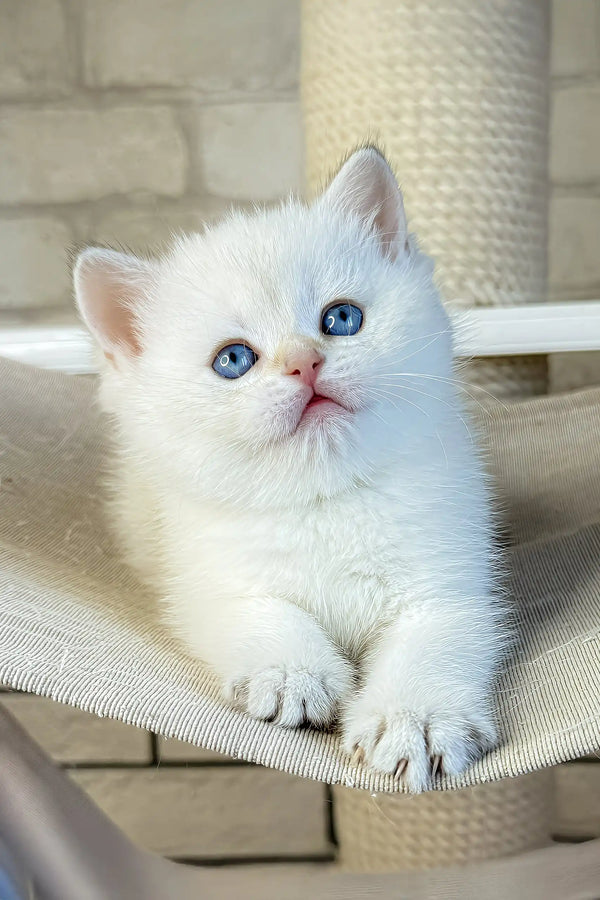 Leon | british shorthair kitten