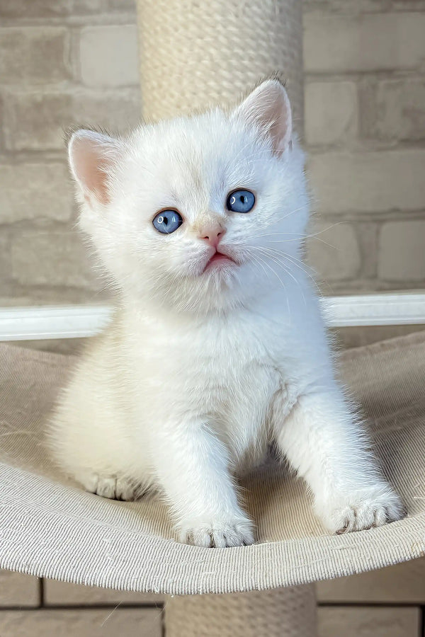 Leon | british shorthair kitten