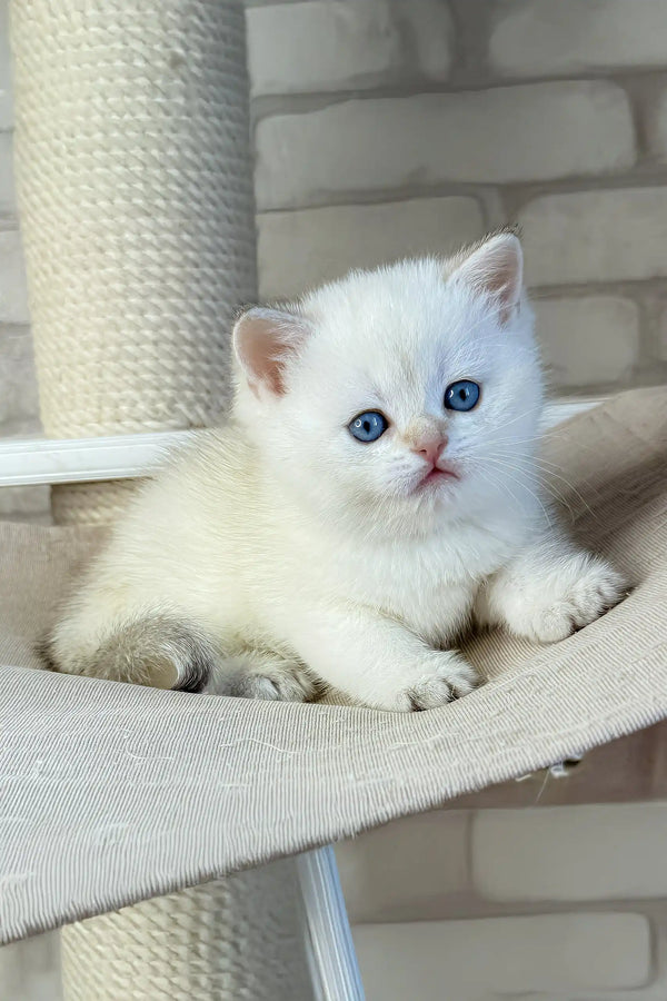 Leon | british shorthair kitten