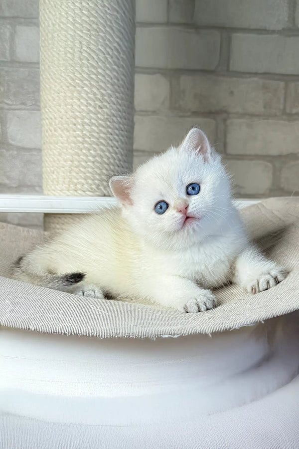Leon | british shorthair kitten