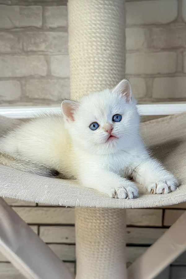 Leon | british shorthair kitten