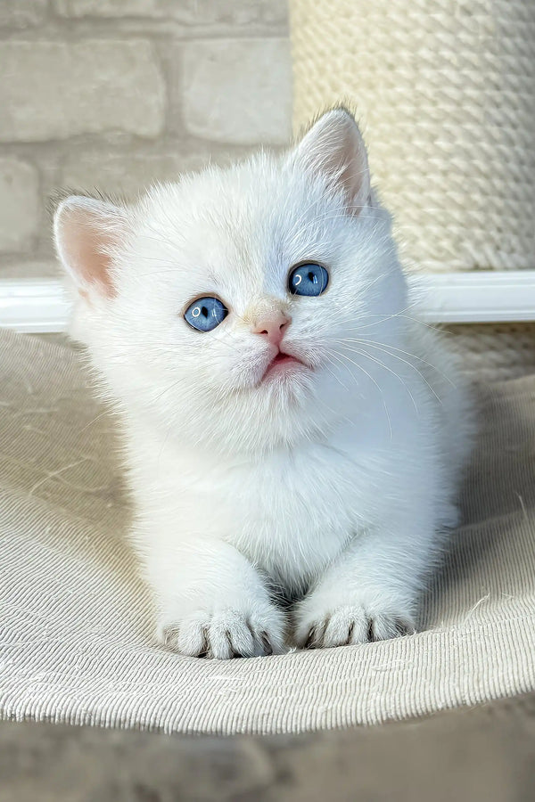 Leon | british shorthair kitten