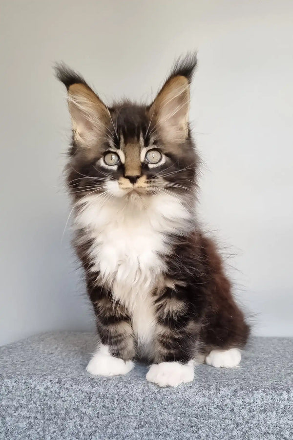 Leon | maine coon kitten