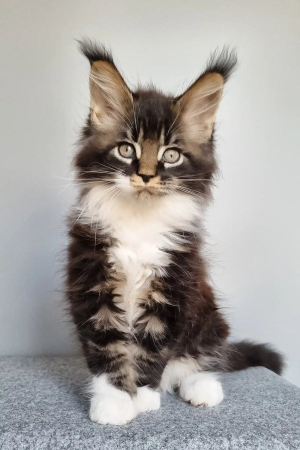 Leon | maine coon kitten