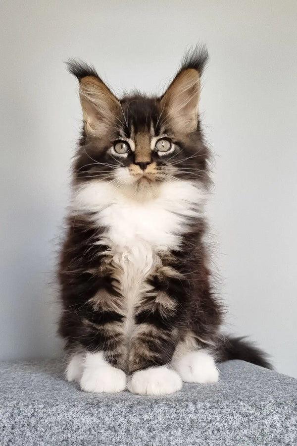 Leon | maine coon kitten