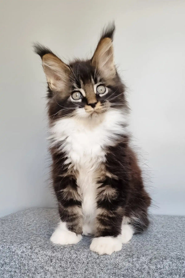 Leon | maine coon kitten
