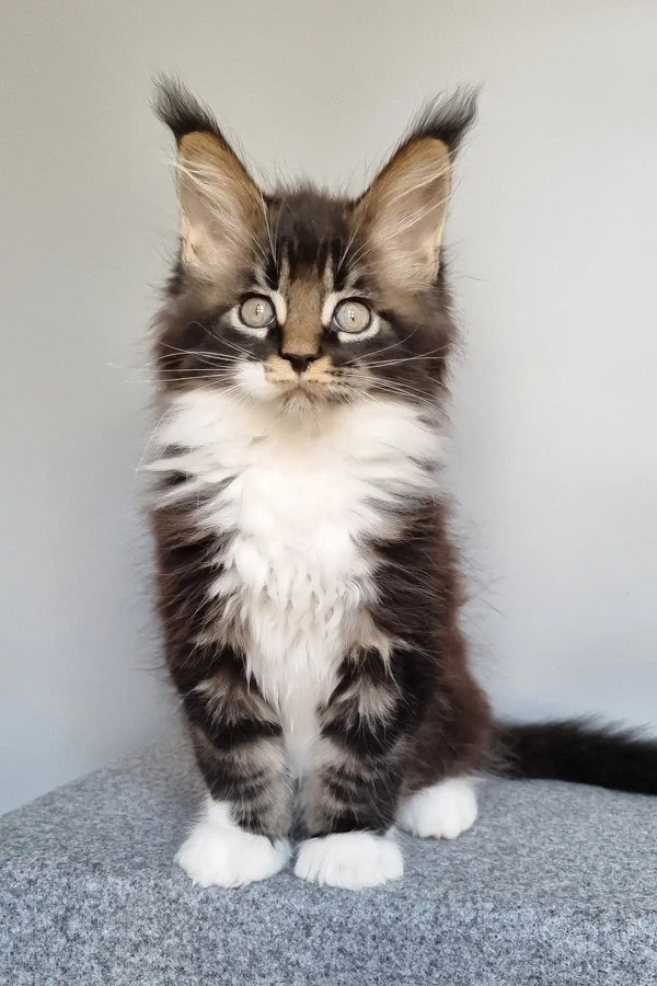 Leon | maine coon kitten
