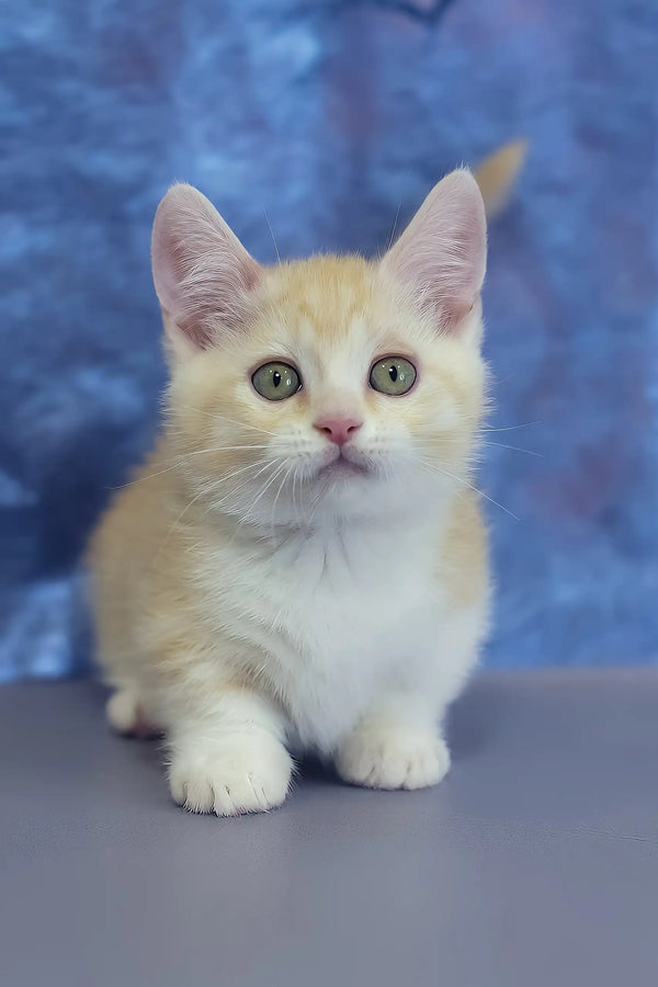 Leon | munchkin kitten