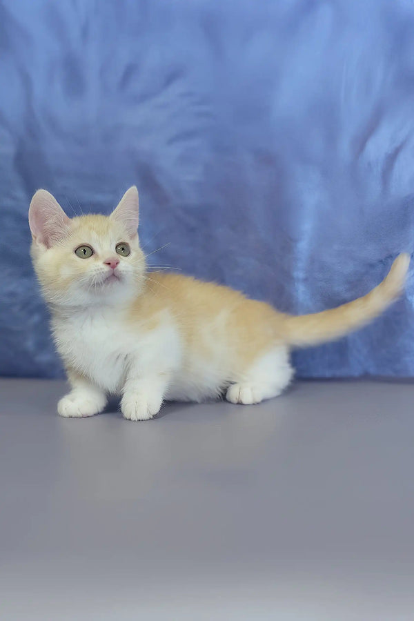 Leon | munchkin kitten