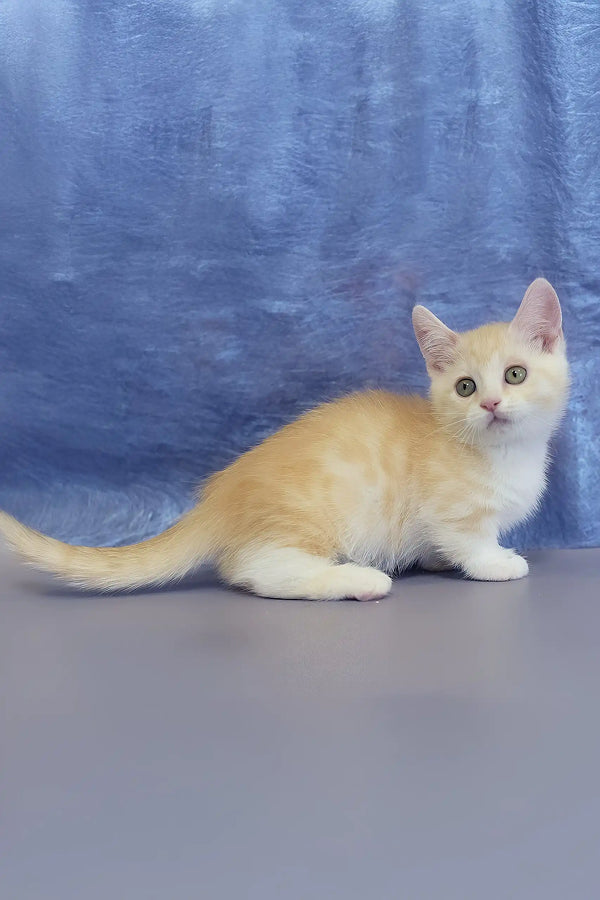 Leon | munchkin kitten