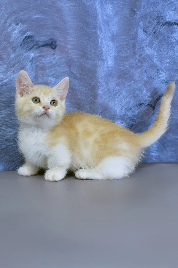 Leon | munchkin kitten
