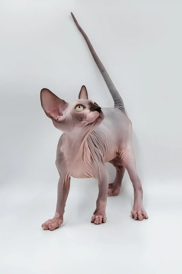 Leon | sphynx kitten