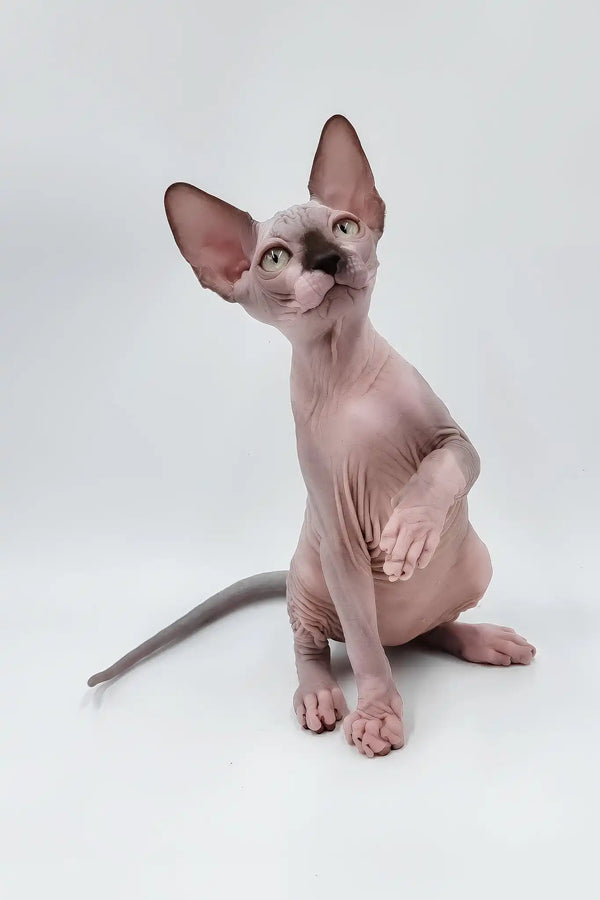 Leon | sphynx kitten