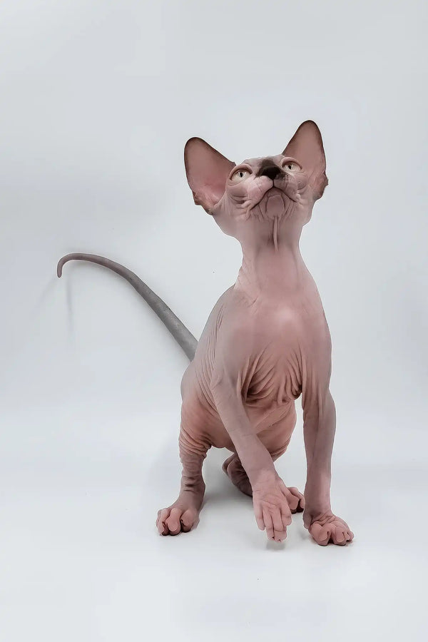 Leon | sphynx kitten