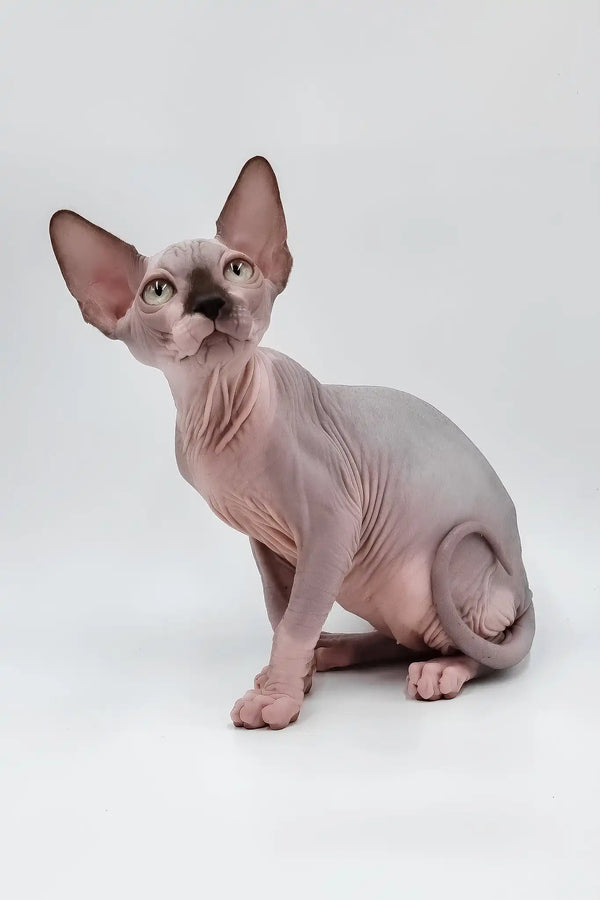 Leon | sphynx kitten