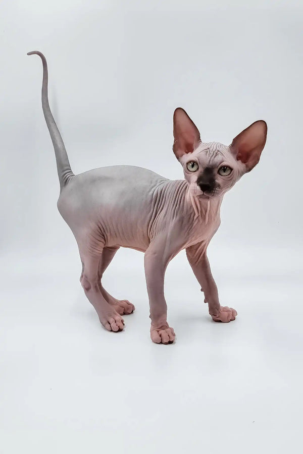 Leon | sphynx kitten