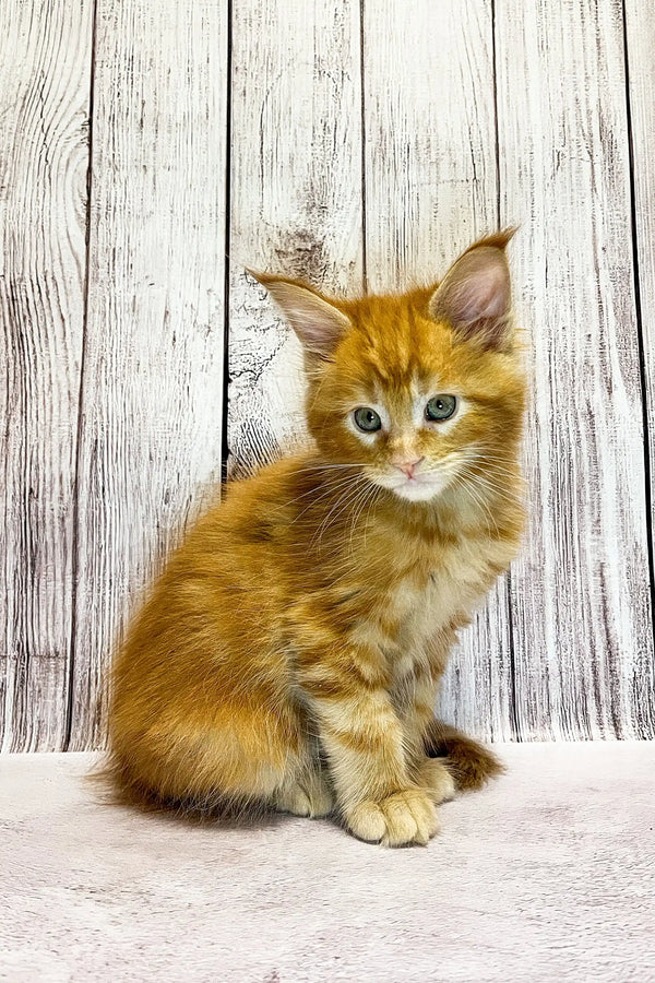 Fluffy orange Maine Coon kitten with bright blue eyes, perfect cuddle buddy